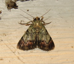 Epipaschia superatalis