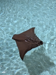 Flapnose Ray photo 1