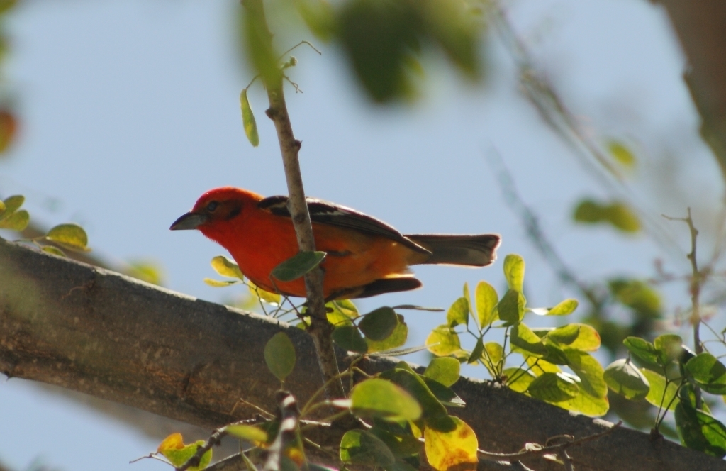 Tres Marias Flame-colored Tanager