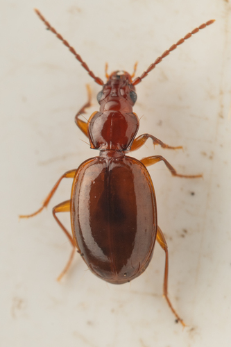 Trechus santaluciaensis