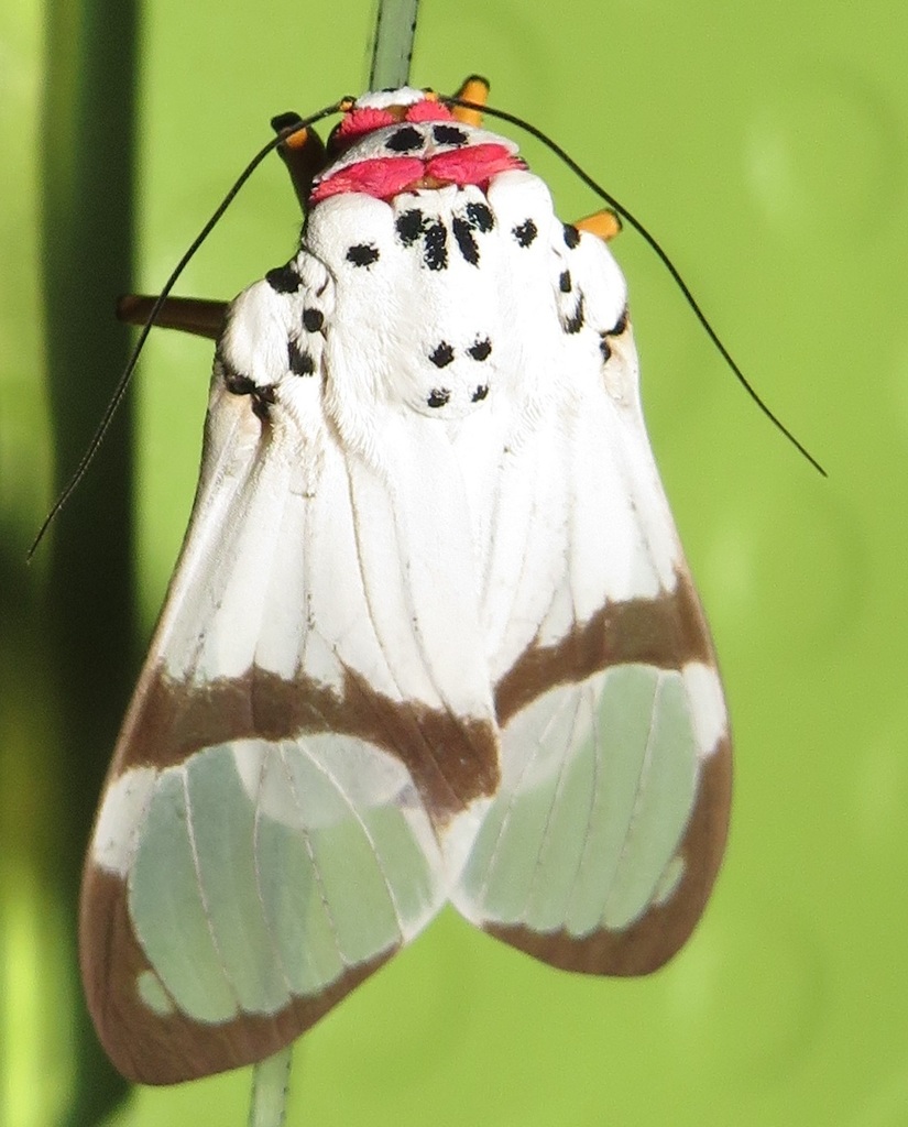 Amerila magnifica