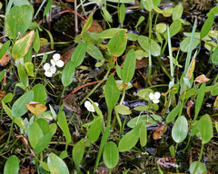 Sagittaria filiformis