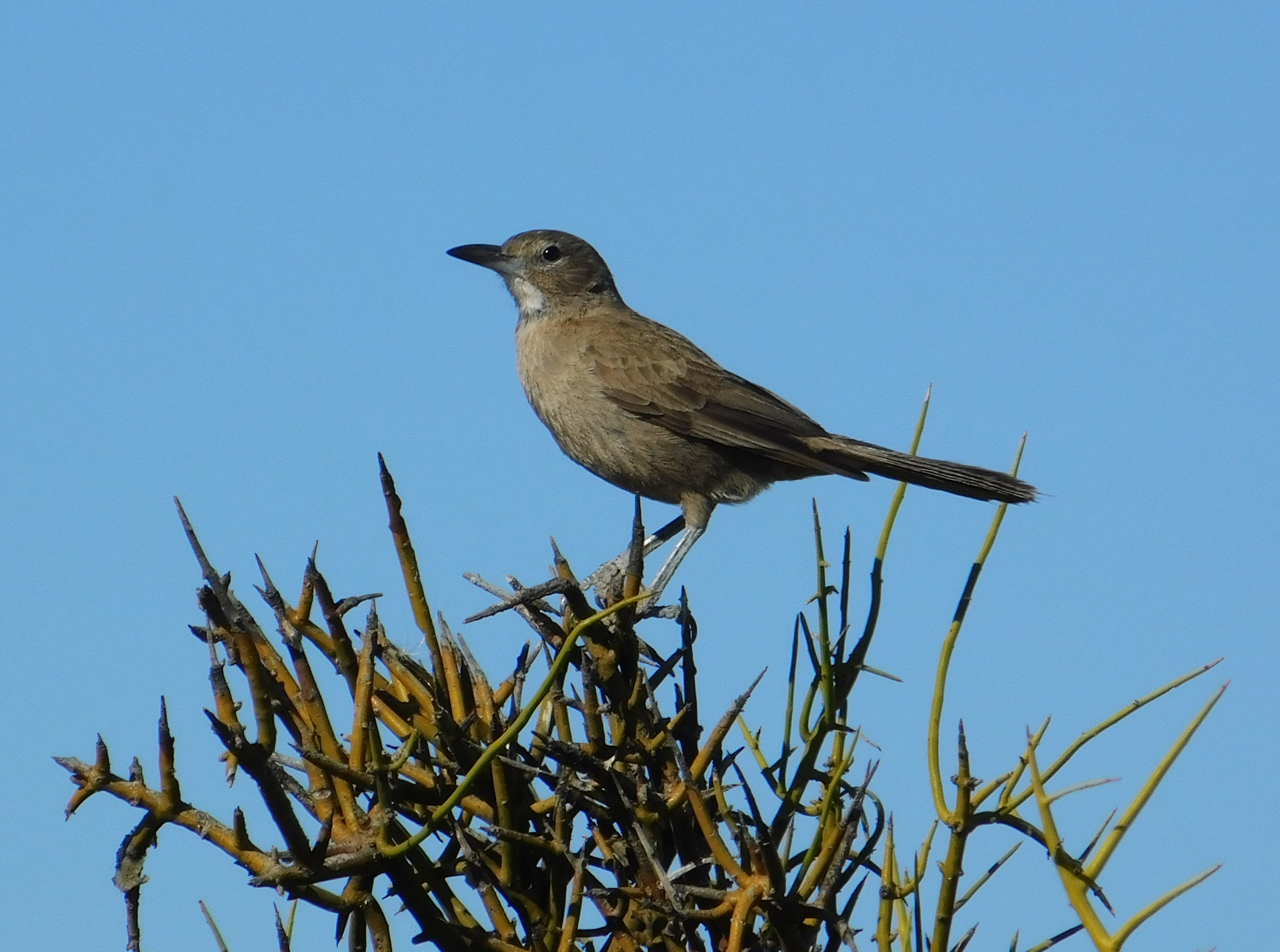White-throated Cacholote (Pseudoseisura gutturalis), photo 4