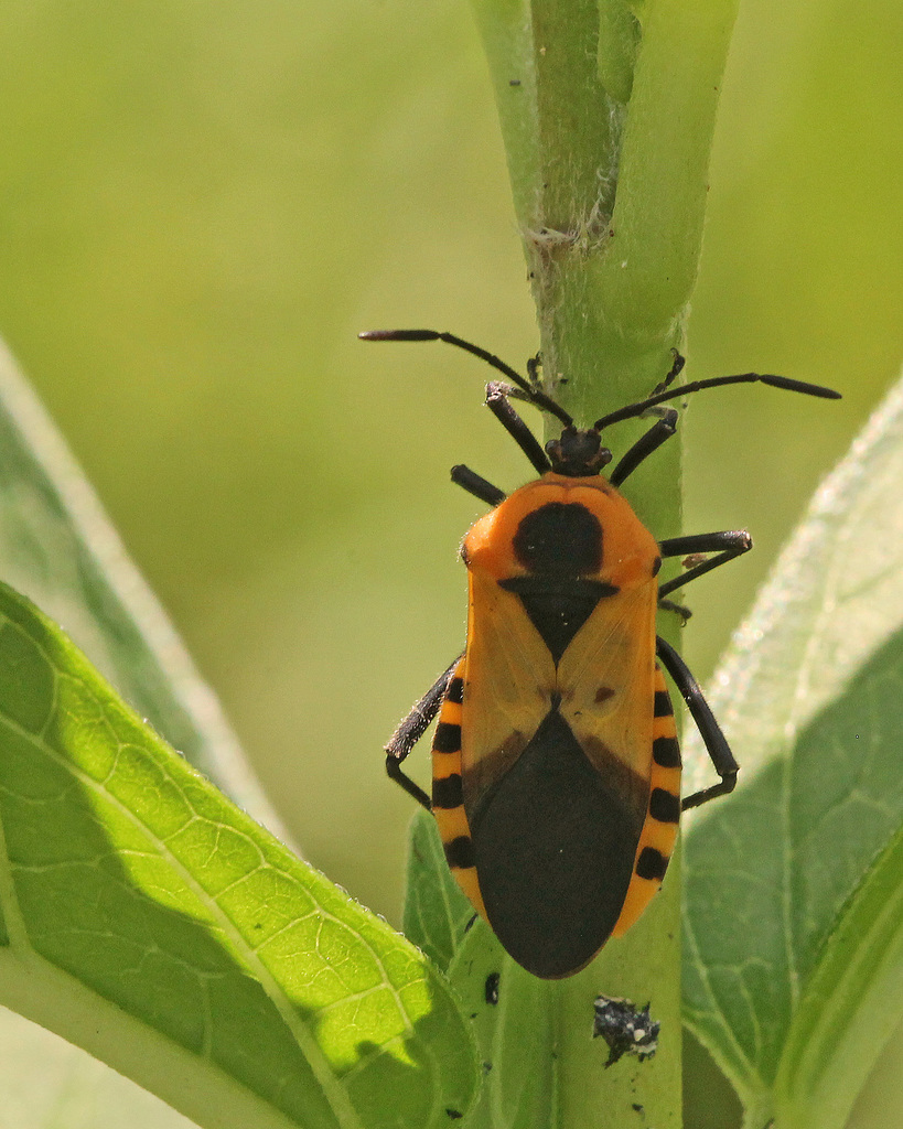 Giant Milkweed Bug