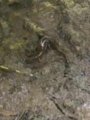 Desmognathus fuscus