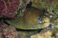 Pebbletooth Moray photo 1