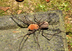 Leiobunum ventricosum