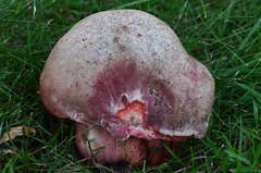 Rubroboletus legaliae