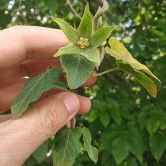 Gonolobus grandiflorus