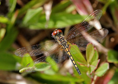 Celithemis ornata