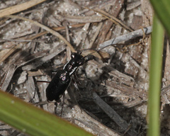 Cicindela scabrosa