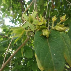 Gonolobus grandiflorus