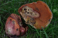 Rubroboletus legaliae