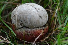 Rubroboletus legaliae
