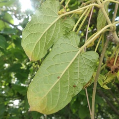 Gonolobus grandiflorus