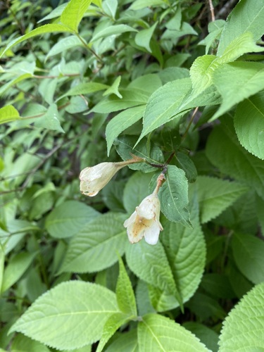 Weigela maximowiczii iNat (2)