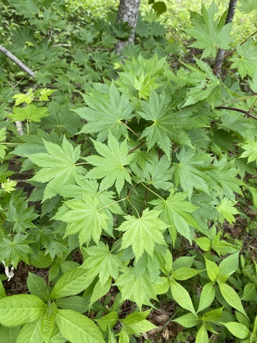 Acer shirasawanum observed 2023-05-31