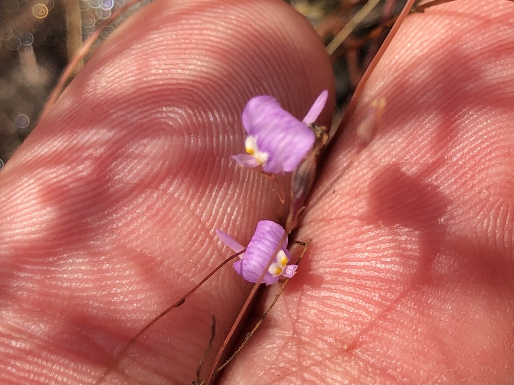 Utricularia geoffrayi Pellegr.