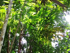 Pholidostachys pulchra