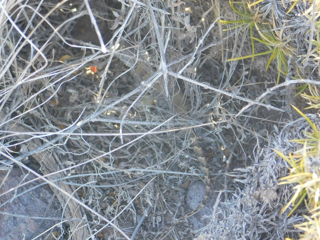 Liolaemus calliston