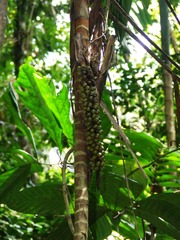Pholidostachys pulchra