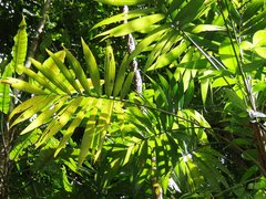 Pholidostachys pulchra