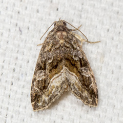 Protodeltote muscosula