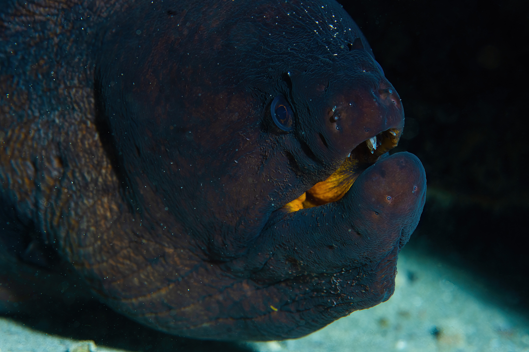 Stout Moray photo 7