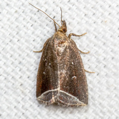 Capis curvata
