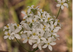 Sabatia difformis