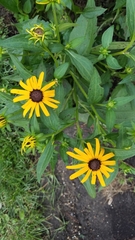 Rudbeckia hirta