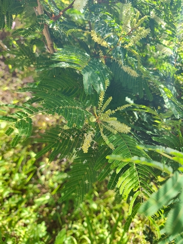 Gagnebina pterocarpa observed 2025-01-22
