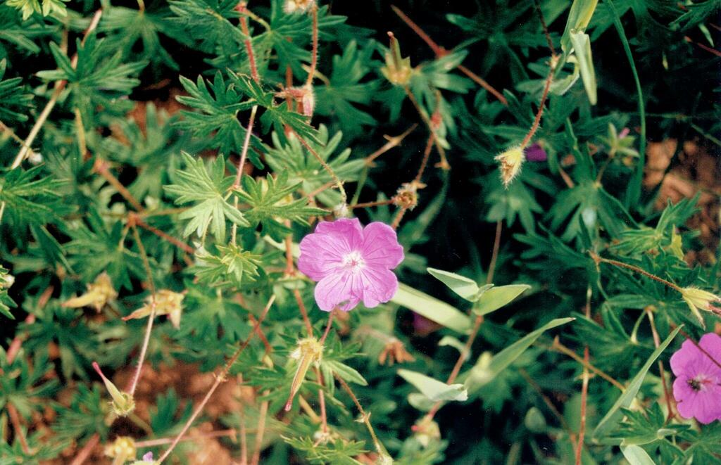 Geranium sanguineum