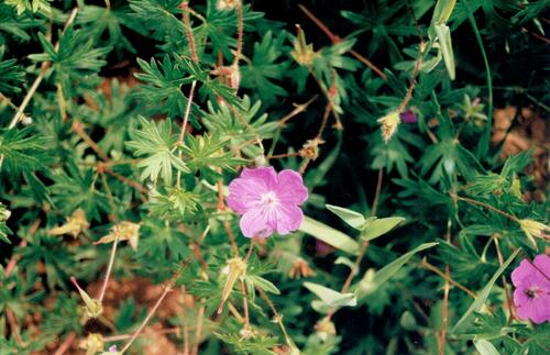 Geranium sanguineum