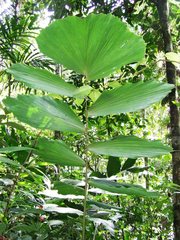 Socratea exorrhiza