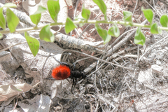 Dasymutilla magnifica