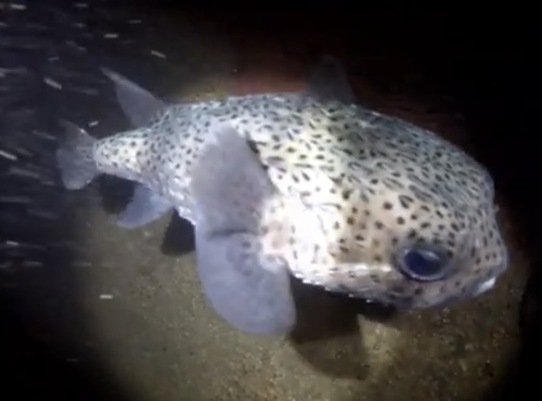 Spot-fin porcupinefish (Diodon hystrix) — Diodontidae — 2