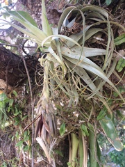 Tillandsia gardneri