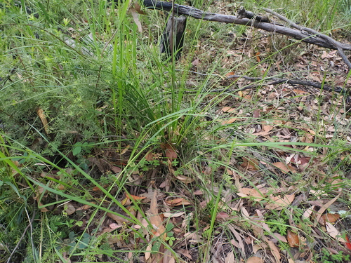 Image of Xanthorrhoea macronema by (c) Lucas Christofides, some rights reserved (CC BY)