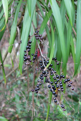 Foto de Dracena-preta