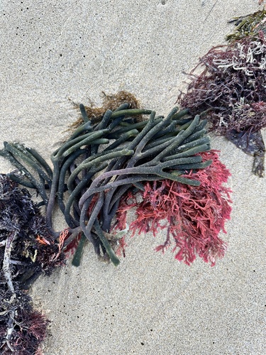 Codium galeatum observed 2024-07-10