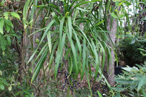 Foto de Dracena-preta