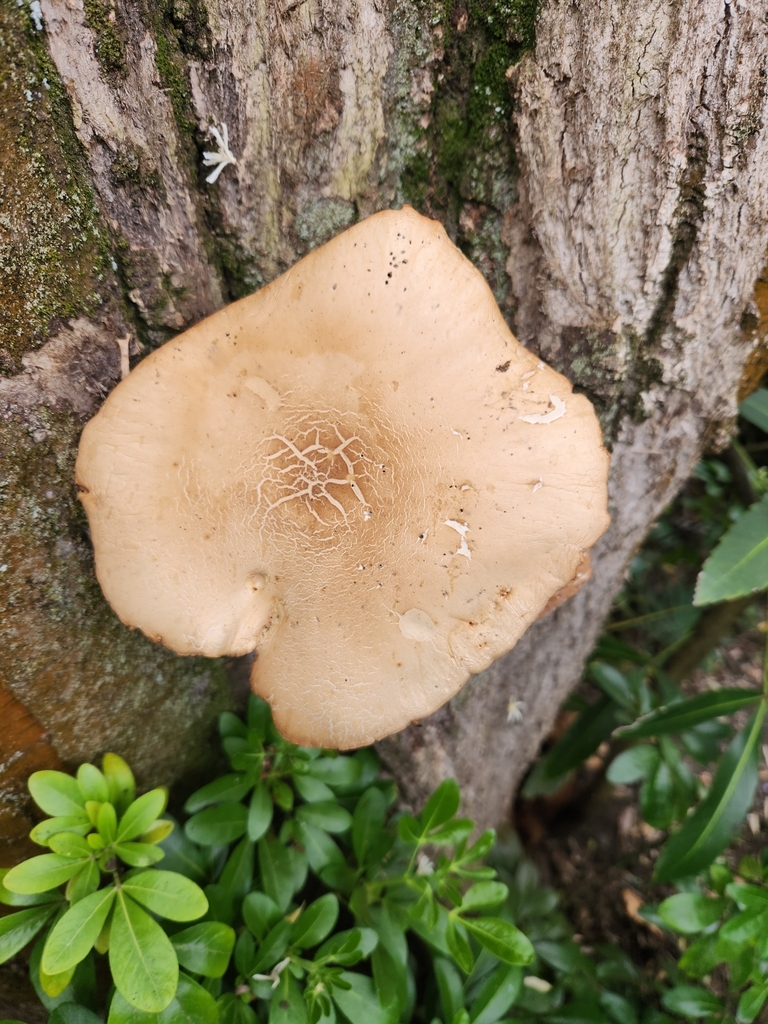 Cyclocybe parasitica · January 2025 · photo: © archie_tarn (iNaturalist, cc-by)