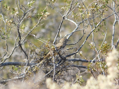 Patagonian Canastero (Pseudasthenes patagonica), photo 5