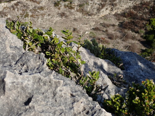 Image of Dune Saffronwood (Robsonodendron maritimum) by (c) Dave U, some rights reserved (CC BY-SA)