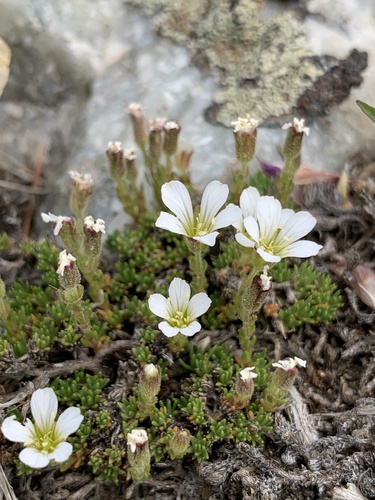 Cherleria obtusiloba (Rydb.) A.J.Moore & Dillenb.