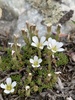 Alpine Sandwort - Photo (c) Greg Pappas, some rights reserved (CC BY-NC), uploaded by Greg Pappas