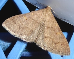 Renia flavipunctalis