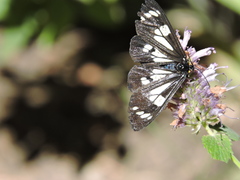 Gnophaela latipennis