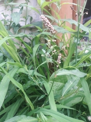 Persicaria maculosa